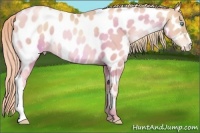 Horse Color:Gold Champagne Pearl Appaloosa 