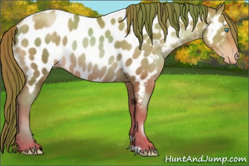 Horse Color:Smoky Black Pearl Near Leopard Rabicano 