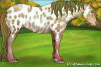 Horse Color:Smoky Black Pearl Near Leopard Rabicano 