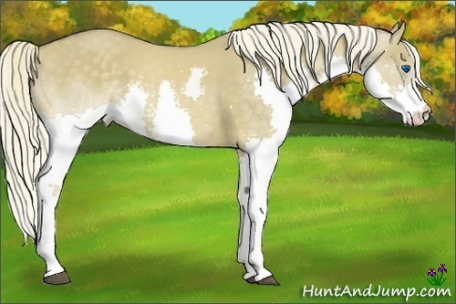 Horse Color:Chocolate Palomino Dun Splash