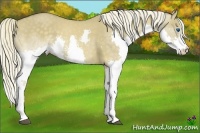 Horse Color:Chocolate Palomino Dun Splash