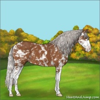 Horse Color:Silver Buckskin Mushroom Sabino 