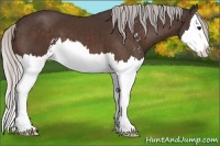 Horse Color:Silver Brown Sabino Splash