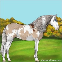 Horse Color:White Spotted Silver Brown Dun Splash 