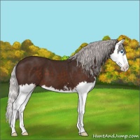 Horse Color:Silver Brown Mushroom Sabino Splash 