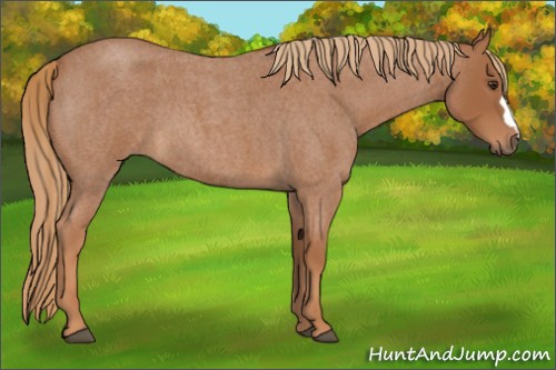 Horse Color:Red Roan 