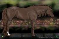 Horse Color:Liver Chestnut Sabino Tobiano 