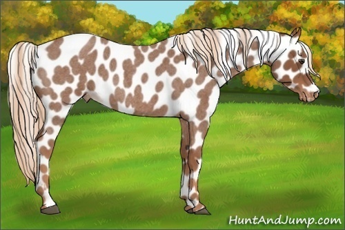 Horse Color:Red Roan Appaloosa 