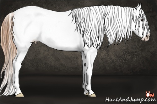 Horse Color:Smoky Grullo Sabino Splash Appaloosa 