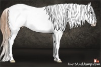 Horse Color:Smoky Grullo Sabino Splash Varnish 
