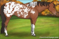 Horse Color:Bay Tobiano Appaloosa 