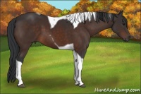 Horse Color:Brown Tobiano 
