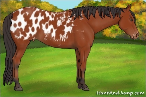 Horse Color:Bay Appaloosa 