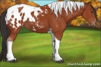 Horse Color:Bay Tobiano Appaloosa 
