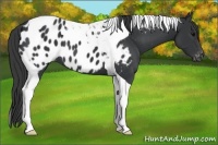 Horse Color:Black Tobiano Appaloosa 