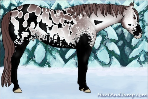 Horse Color:White Spotted Chocolate Blue Onyx Chinchilla Sabino Appaloosa 