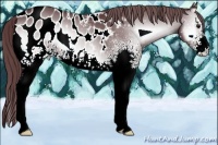 Horse Color:White Spotted Chocolate Blue Onyx Chinchilla Sabino Appaloosa 