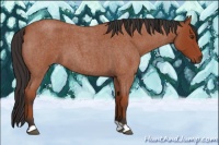 Horse Color:Bay Roan 