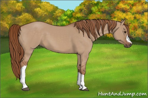 Horse Color:Red Dun 