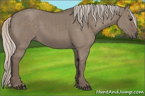 Horse Color:Silver Grullo 