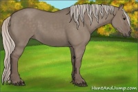 Horse Color:Silver Grullo