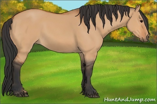 Horse Color:Bay Dun