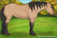 Horse Color:Bay Dun