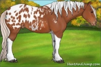 Horse Color:Silver Bay Tobiano Blanket 