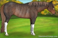 Horse Color:Liver Chestnut Rabicano 