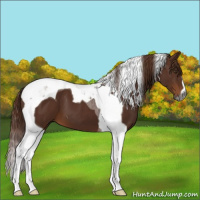 Horse Color:Gray Chestnut Tobiano