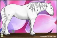 Horse Color:Gray Bay Sabino 