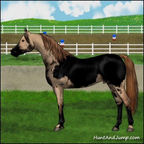 Horse Color:Void White Spotted Red Dun Appaloosa Rabicano 