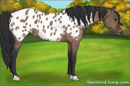 Horse Color:Bay Dun Appaloosa 