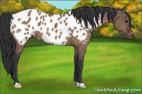 Horse Color:Bay Dun Appaloosa 