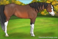 Horse Color:Bay Roan Splash 