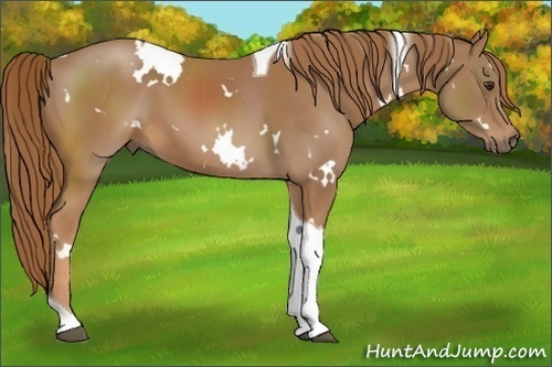 Horse Color:White Spotted Chestnut Tobiano 