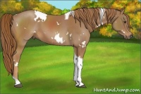 Horse Color:White Spotted Chestnut Tobiano 