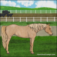 Horse Color:Red Roan 