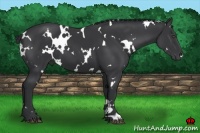 Horse Color:White Spotted Black