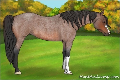 Horse Color:Bay Roan 