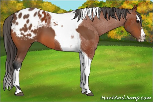 Horse Color:Bay Splash Tobiano Appaloosa  and Gray Bay Splash Tobiano Appaloosa 