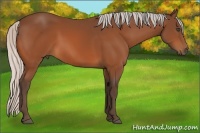 Horse Color:Silver Bay 