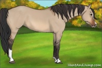 Horse Color:Bay Dun Sabino