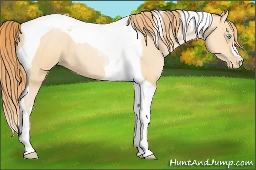 Horse Color:Buckskin Pearl Tobiano 