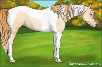 Horse Color:Buckskin Pearl Tobiano