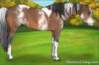 Horse Color:White Spotted Bay Tobiano 