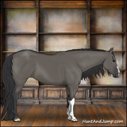 Horse Color:Grullo
