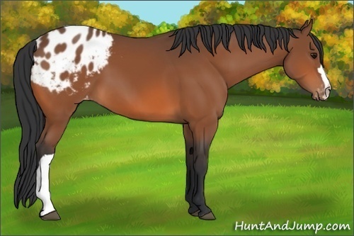 Horse Color:Bay Appaloosa 