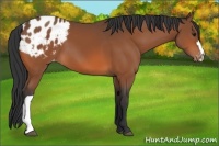 Horse Color:Bay Appaloosa 