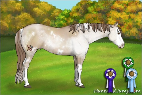 Horse Color:White Spotted Grullo Pearl Sabino Splash Rabicano